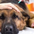 Vaccinations for Your Pet: What You Need to Know