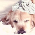 What to Do When Your Pet Is Not Feeling Well: A Guide for Pet Owners