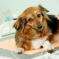 Is Your Pet Suffering from a Heart Condition? - A Guide for Pet Owners