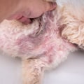 How to Treat Your Pet's Skin Condition