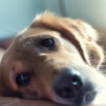 Caring for Your Pet's Liver and Kidney Health