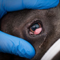 What to Do If Your Furry Friend Has an Eye Infection or Other Eye Problems
