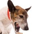 What to Do When Your Pet Has Respiratory Issues: Get the Right Diagnosis and Treatment