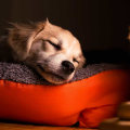 Is Your Pet Getting Enough Sleep? A Guide to Recognizing Sleep Deprivation in Pets
