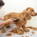 7 Tips for Grooming Your Dog at Home: An Expert's Guide