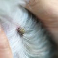 Preventing Fleas and Ticks on Your Pet: A Comprehensive Guide