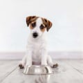 Feeding Your Pet for Optimal Health: A Comprehensive Guide