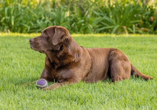 Is Your Pet Suffering from Diabetes or Metabolic Disease?