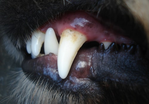 Is Your Pet Suffering from Dental Issues? Here's How to Spot the Signs