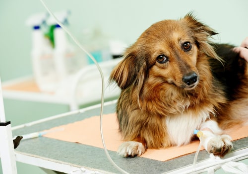 Is Your Pet Suffering from a Heart Condition? - A Guide for Pet Owners