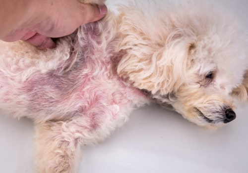 How to Treat Your Pet's Skin Condition