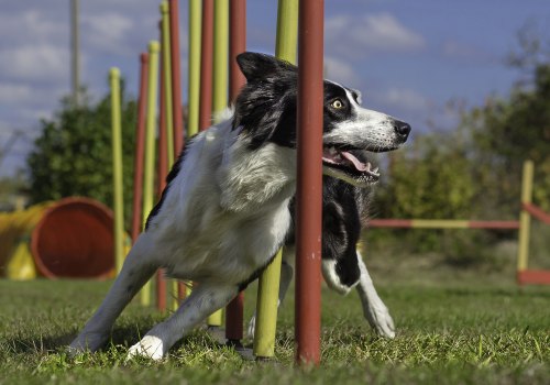 Keeping Your Pet Mentally Stimulated and Engaged: Fun Ways to Keep Your Furry Friend Active
