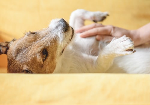 Is Your Furry Friend Struggling with Depression or Mental Health Issues?