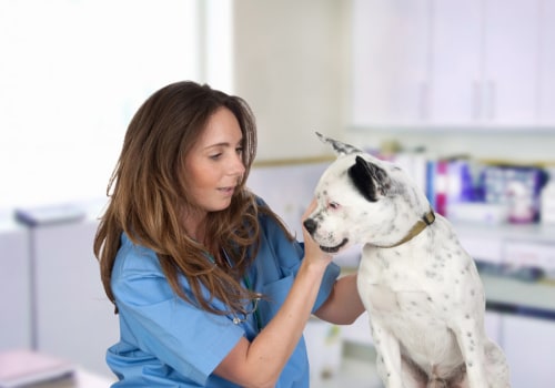 How Often Should I Take My Pet to the Vet for Checkups?