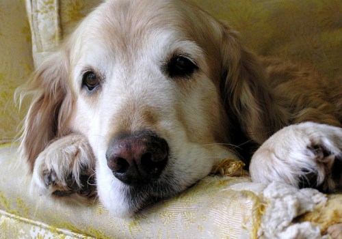 Is Your Pet Suffering from Arthritis or Joint Pain?