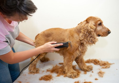 7 Tips for Grooming Your Dog at Home: An Expert's Guide