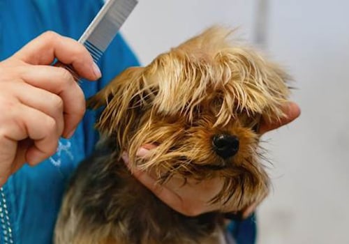 Common Health Problems in Pets: What to Look Out For