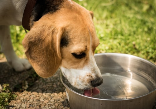 Is Your Pet Hydrated? A Guide to Desquamation Tests