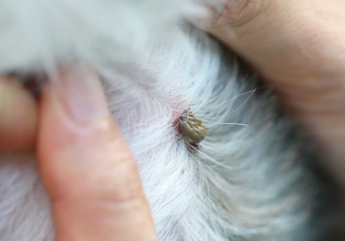 Preventing Fleas and Ticks on Your Pet: A Comprehensive Guide