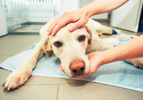 Signs and Symptoms of Neurological Disorders in Pets